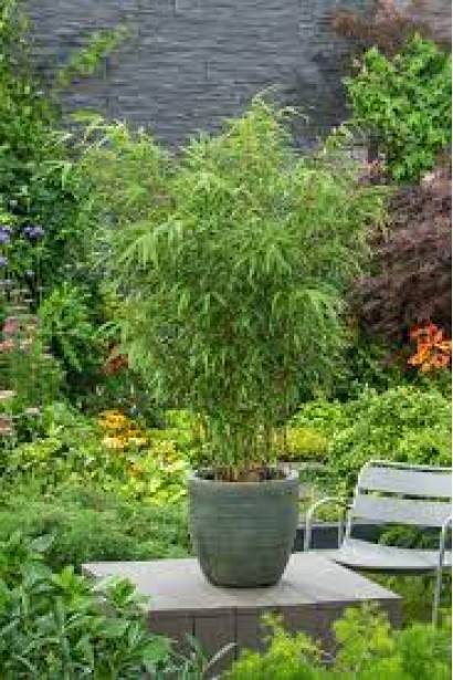 Бамбук Пінгу контейнер